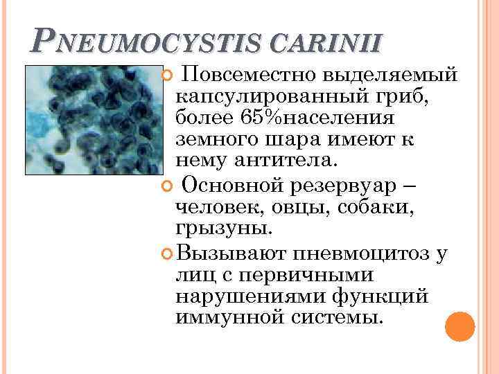PNEUMOCYSTIS САRINII Повсеместно выделяемый капсулированный гриб, более 65%населения земного шара имеют к нему антитела.