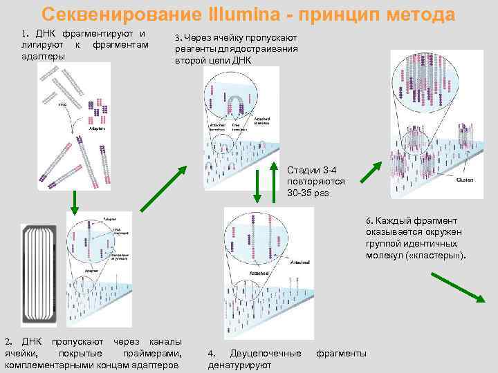 Секвенирование Illumina - принцип метода 1. ДНК фрагментируют и лигируют к фрагментам адаптеры 3.