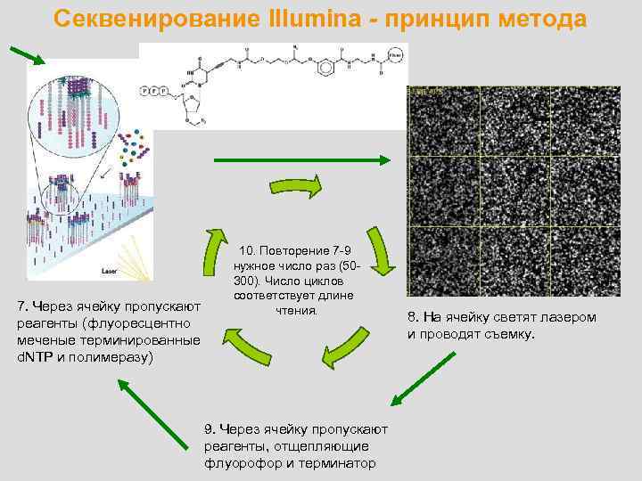 Секвенирование Illumina - принцип метода 7. Через ячейку пропускают реагенты (флуоресцентно меченые терминированные d.