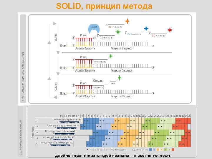 SOLi. D, принцип метода двойное прочтение каждой позиции – высокая точность 