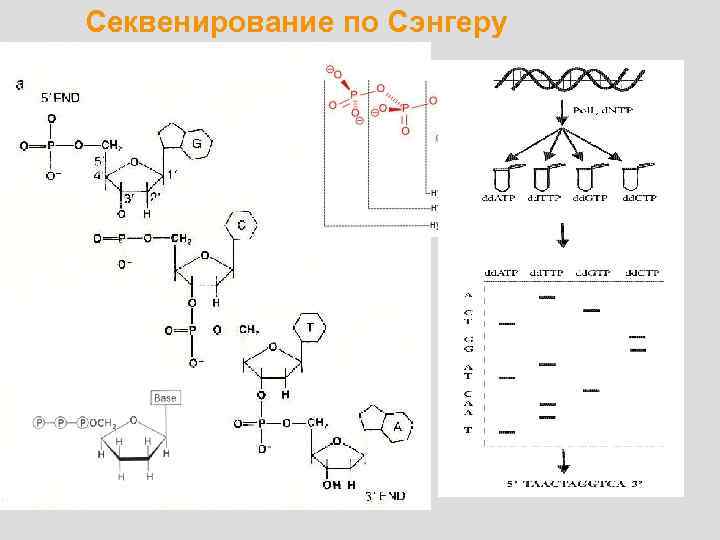 Секвенирование по Сэнгеру 