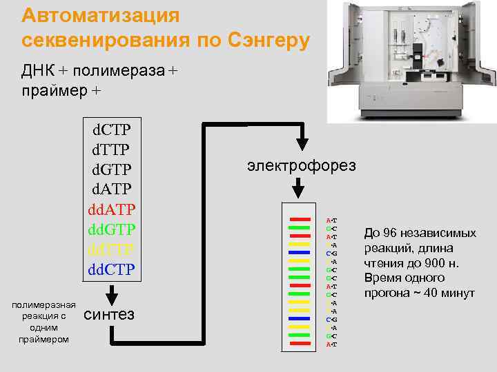 Автоматизация секвенирования по Сэнгеру ДНК + полимераза + праймер + d. CTP d. TTP