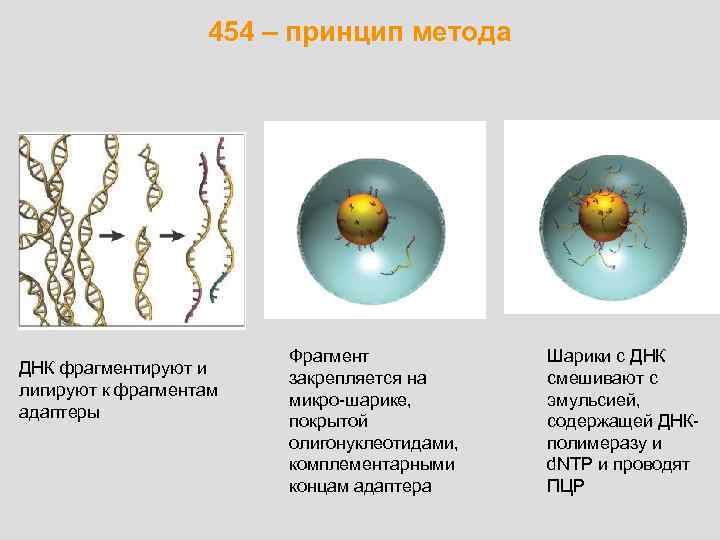 454 – принцип метода ДНК фрагментируют и лигируют к фрагментам адаптеры Фрагмент закрепляется на