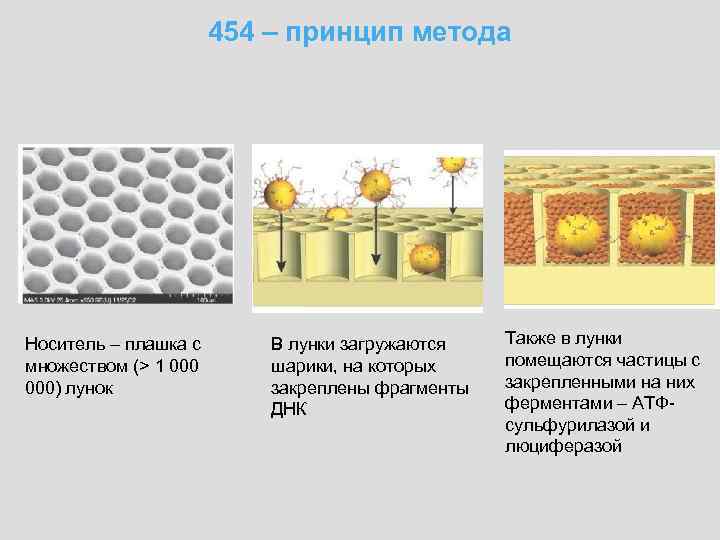 454 – принцип метода Носитель – плашка с множеством (> 1 000) лунок В