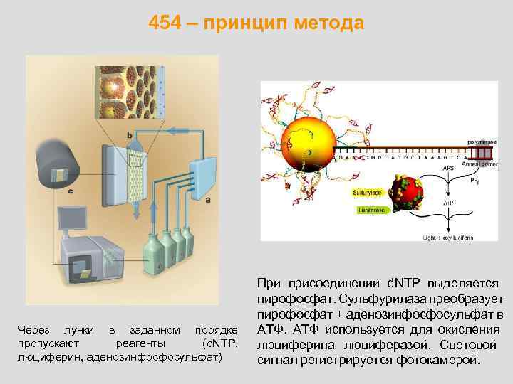 454 – принцип метода Через лунки в заданном порядке пропускают реагенты (d. NTP, люциферин,