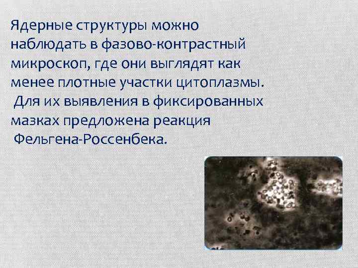 Ядерные структуры можно наблюдать в фазово-контрастный микроскоп, где они выглядят как менее плотные участки