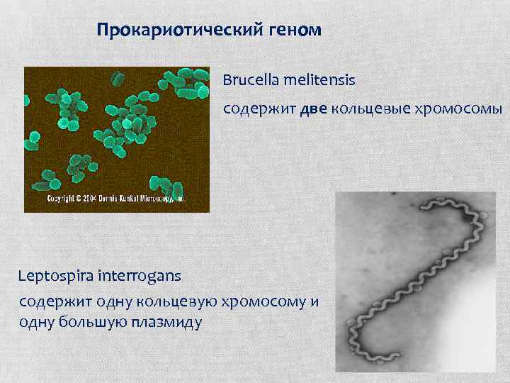 Прокариотический геном Brucella melitensis содержит две кольцевые хромосомы Leptospira interrogans содержит одну кольцевую хромосому