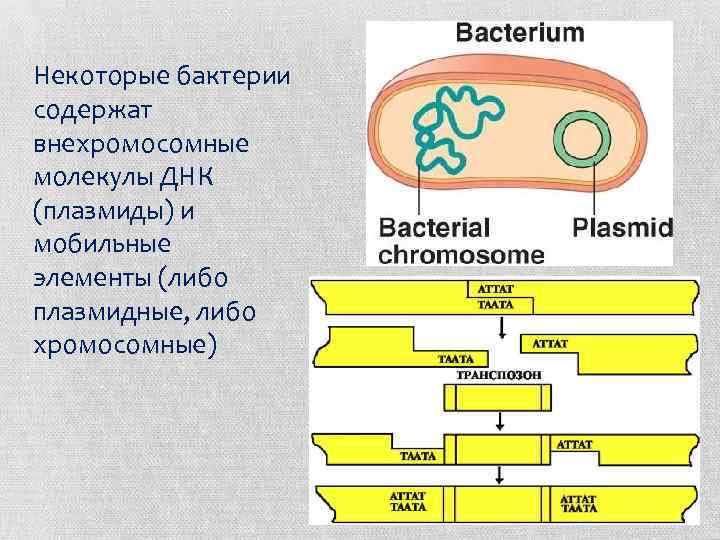 Некоторые бактерии содержат внехромосомные молекулы ДНК (плазмиды) и мобильные элементы (либо плазмидные, либо хромосомные)