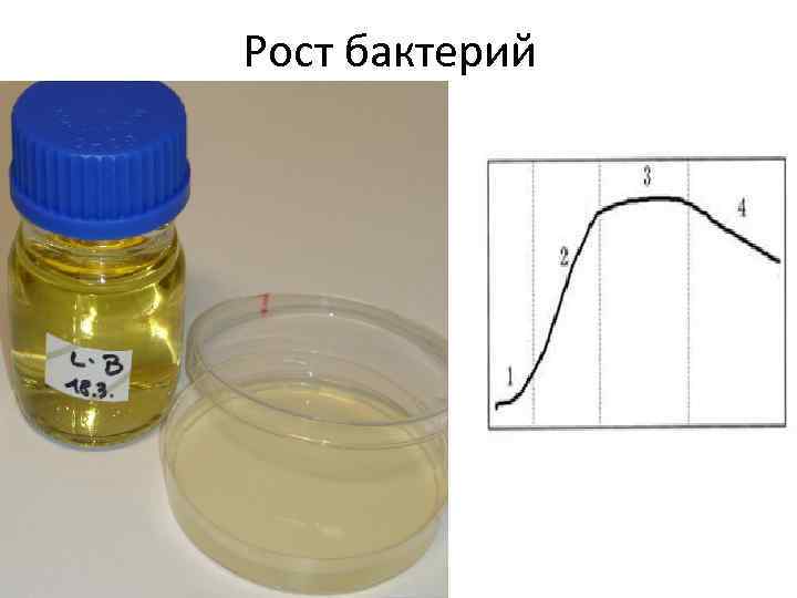 Рост бактерий 