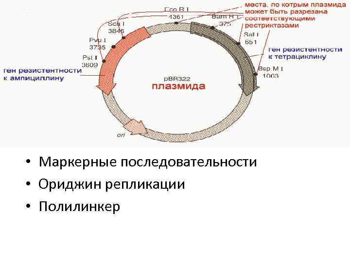 Вирус бактерия или плазмида несущая встроенный фрагмент. Репликация плазмид бактерий. Полилинкер в генной инженерии это. Плазмид в генной инженерии. Ориджин репликации плазмиды.