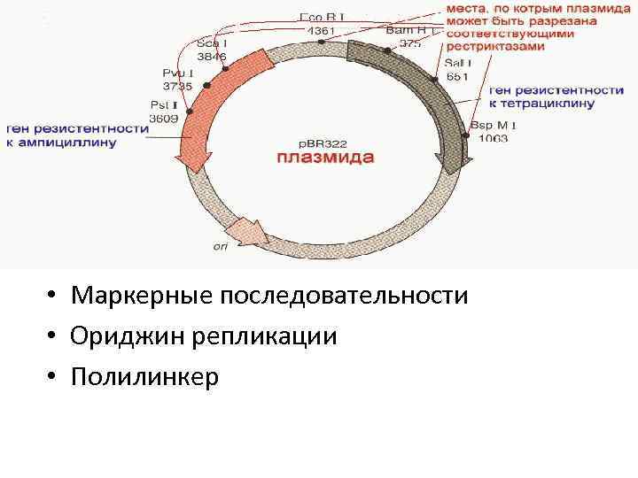 Вирус бактерия или плазмида несущая встроенный фрагмент