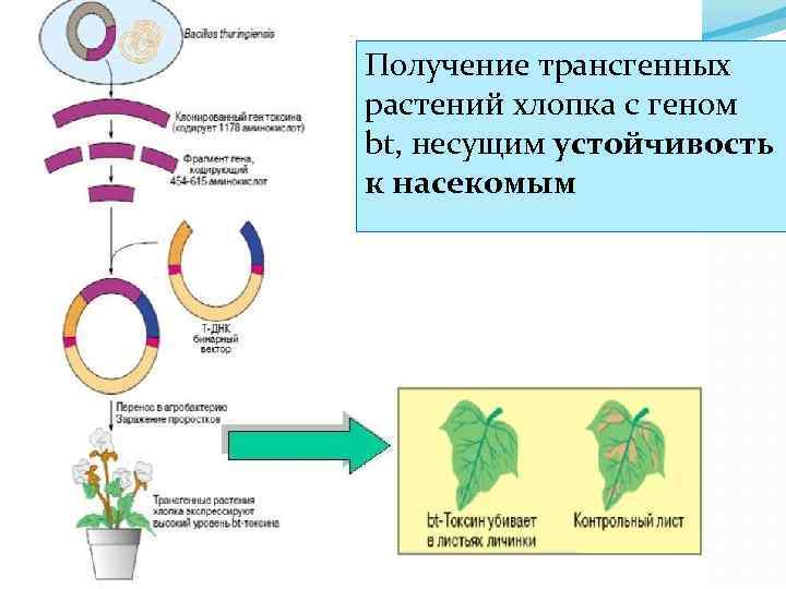 Получение трансгенных растений хлопка с геном bt, несущим устойчивость к насекомым 