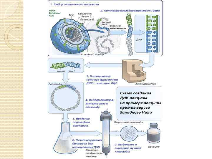 Получение генно инженерных вакцин схема