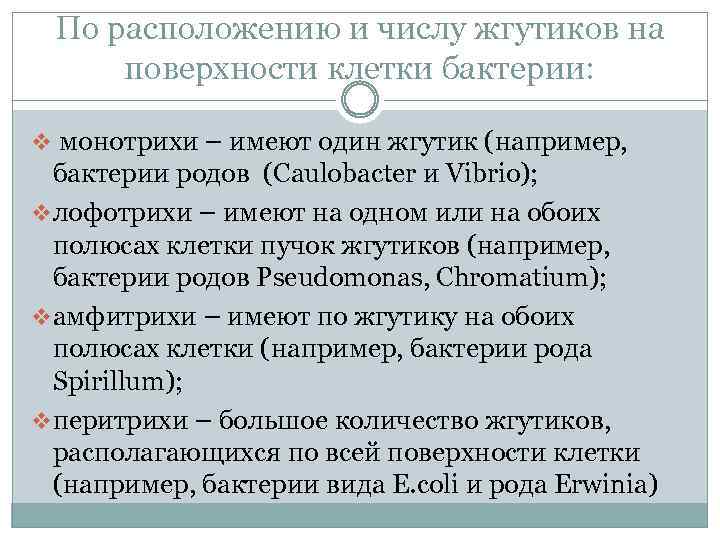 По расположению и числу жгутиков на поверхности клетки бактерии: v монотрихи – имеют один