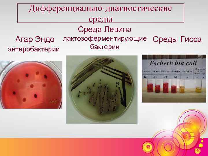 Дифференциально диагностические среды Среда Левина лактозоферментирующие Среды Гисса бактерии энтеробактерии Агар Эндо 