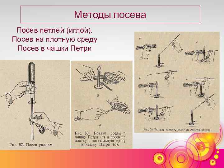 Методы посева Посев петлей (иглой). Посев на плотную среду Посев в чашки Петри 