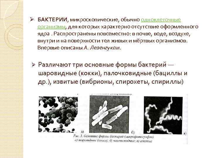 Ø БАКТЕРИИ, микроскопические, обычно одноклеточные организмы, для которых характерно отсутствие оформленного ядра. Распространены повсеместно: