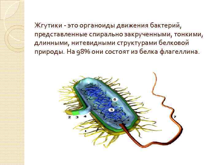 Жгутики это органоиды движения бактерий, представленные спирально закрученными, тонкими, длинными, нитевидными структурами белковой природы.