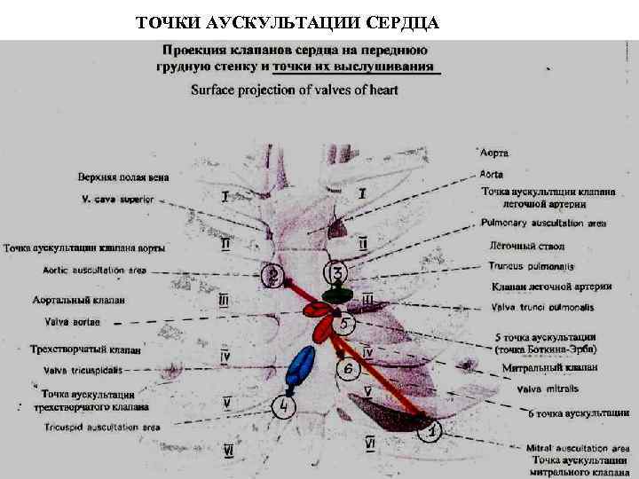 Точки аускультации сердца. Точка выслушивания митрального клапана. Точки аускультации клапанов сердца. Точки аускультации сердца пропедевтика внутренних болезней. При аускультации сердца митральный клапан определяется.