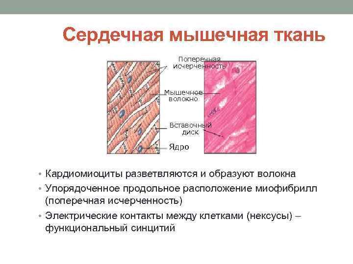 К метательным легкоатлетическим снарядам относятся ядро мяч копье бита диск граната ответ