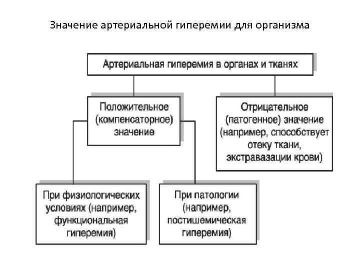 Значение артериальной гиперемии для организма 