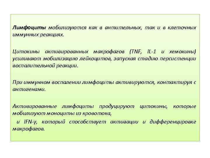 Лимфоциты мобилизуются как в антительных, так и в клеточных иммунных реакциях. Цитокины активированных макрофагов