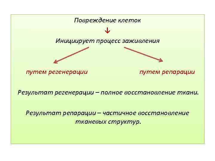 Повреждение клеток ↓ Инициирует процесс заживления путем регенерации путем репарации Результат регенерации – полное