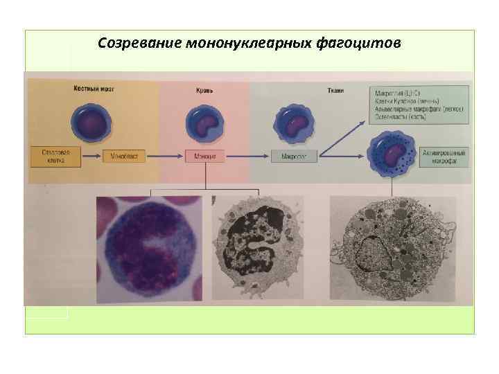 Созревание мононуклеарных фагоцитов 