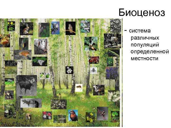 Биоценоз - система различных популяций определенной местности 