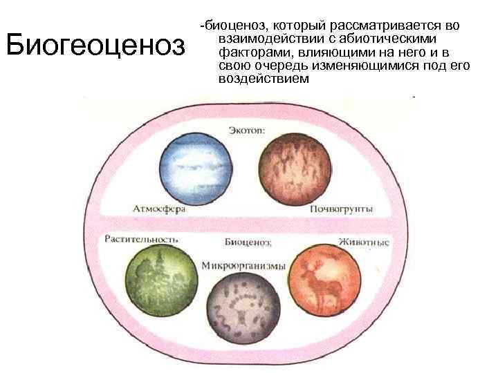 Биологический образ