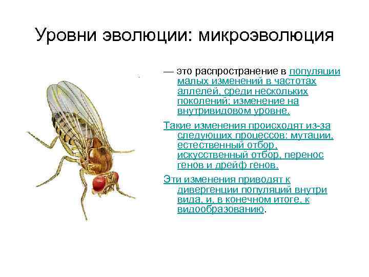 Уровни эволюции: микроэволюция — это распространение в популяции малых изменений в частотах аллелей, среди