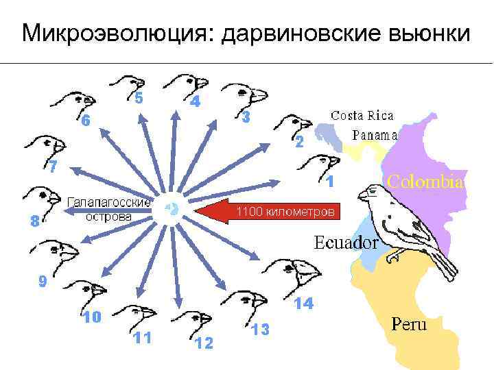 Микроэволюция: дарвиновские вьюнки 