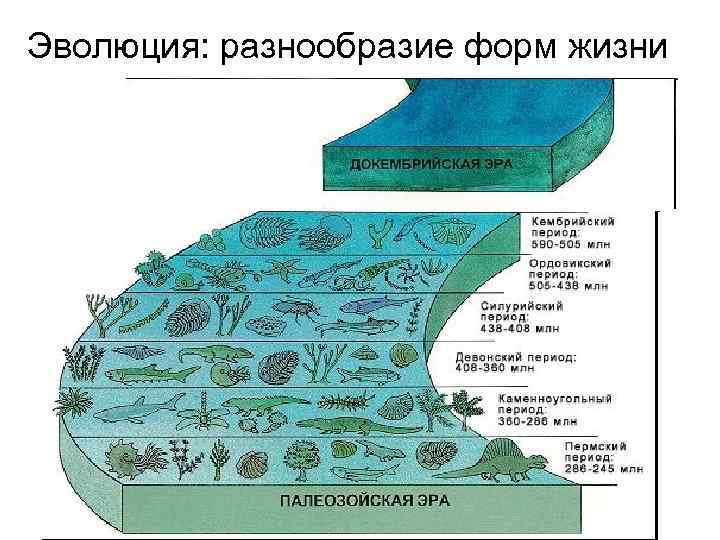 Эволюция: разнообразие форм жизни 