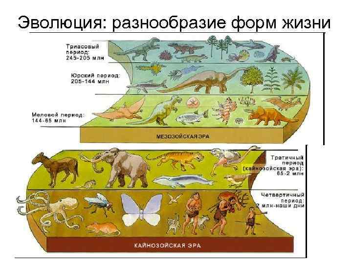 Формы жизни схема