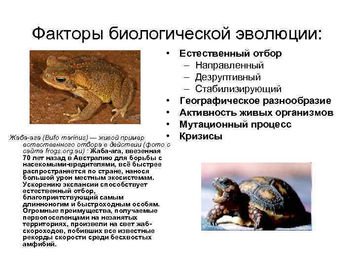 Факторы биологической эволюции: • Естественный отбор – Направленный – Дезруптивный – Стабилизирующий • Географическое