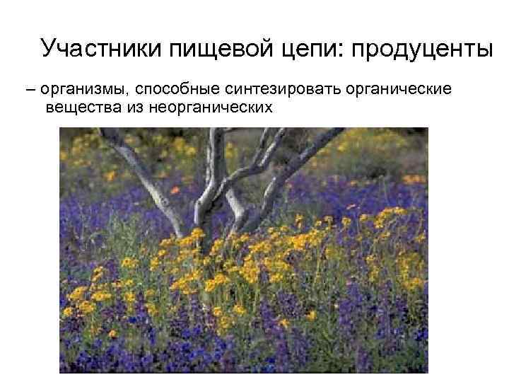 Участники пищевой цепи: продуценты – организмы, способные синтезировать органические вещества из неорганических 