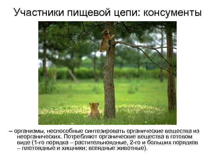 Участники пищевой цепи: консументы – организмы, неспособные синтезировать органические вещества из неорганических. Потребляют органические