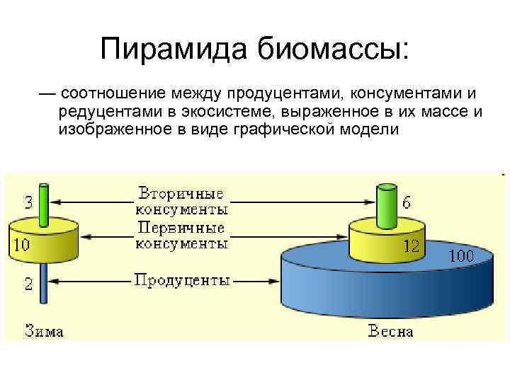 Географическое изображение соотношения между продуцентами консументами и редуцентами выраженное в