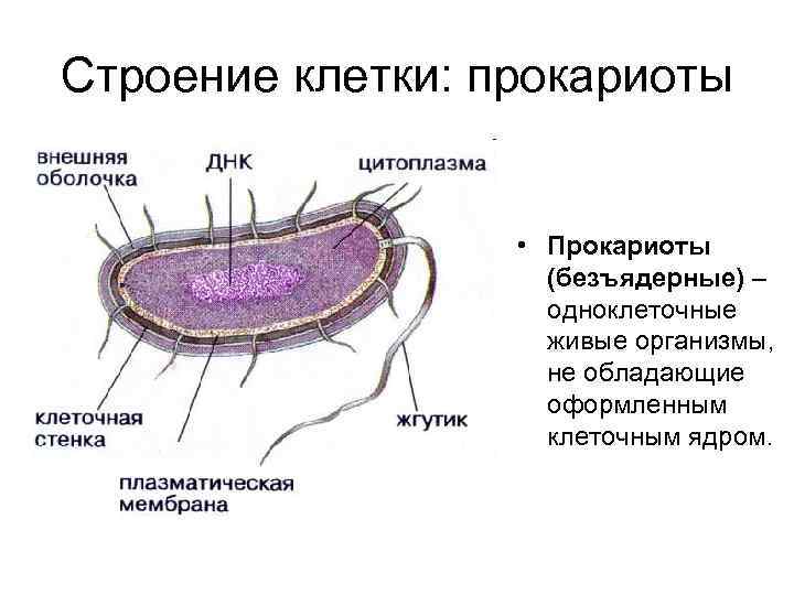 Строение клетки: прокариоты • Прокариоты (безъядерные) – одноклеточные живые организмы, не обладающие оформленным клеточным