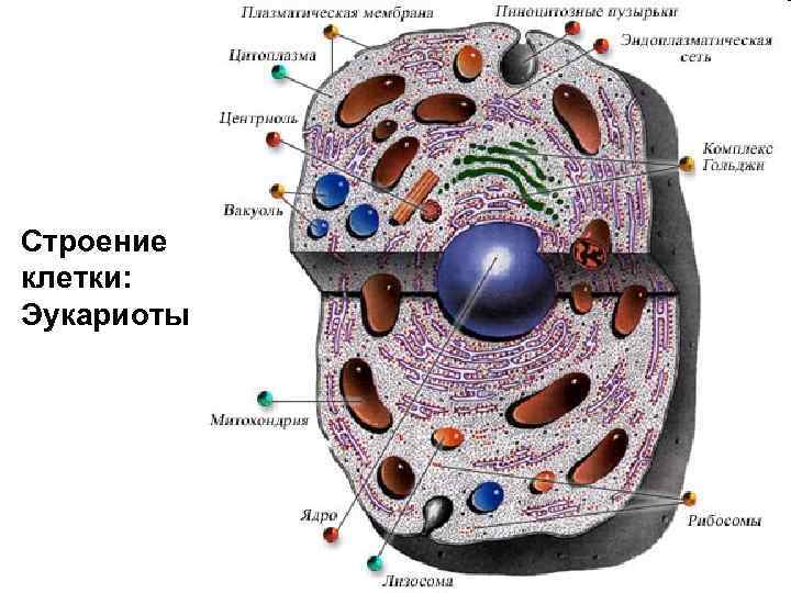 Строение клетки: Эукариоты 