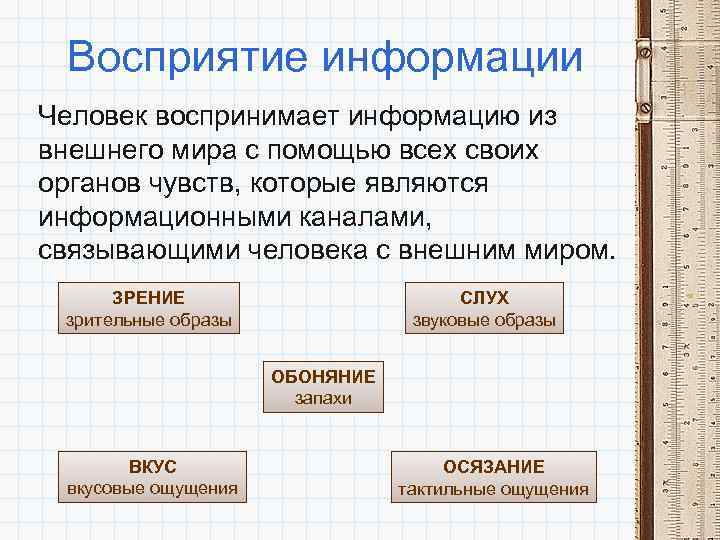 Восприятие информации Человек воспринимает информацию из внешнего мира с помощью всех своих органов чувств,