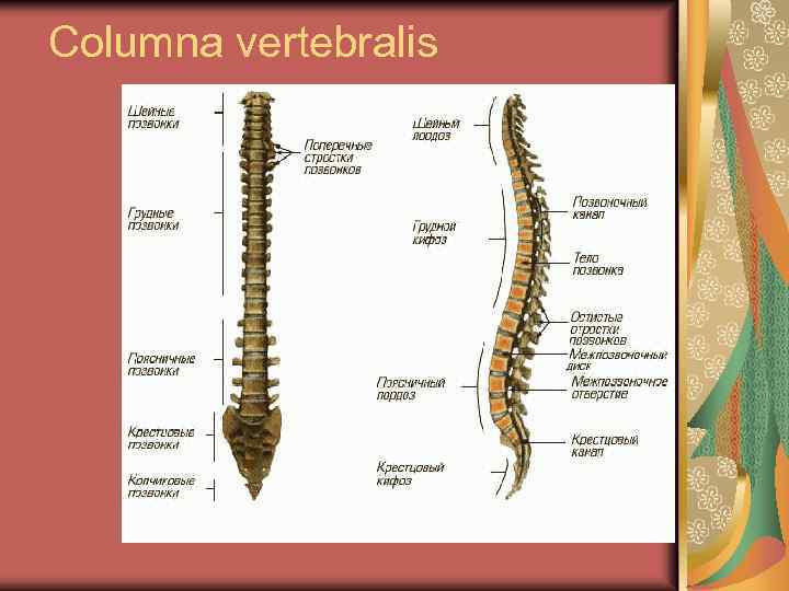 Columna vertebralis 