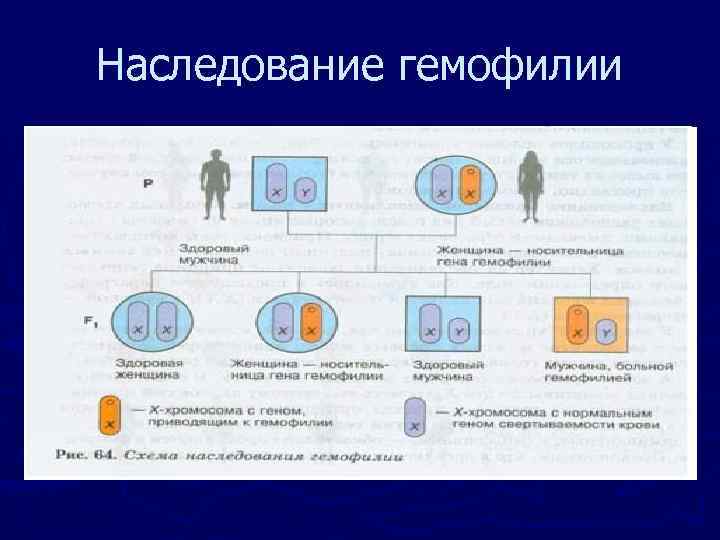 Наследование гемофилии 
