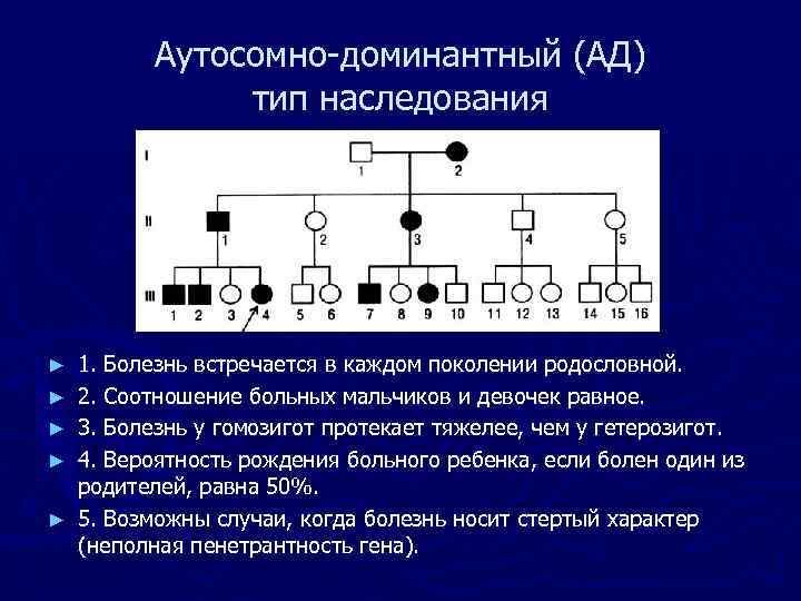 Аутосомно-доминантный (АД) тип наследования ► ► ► 1. Болезнь встречается в каждом поколении родословной.
