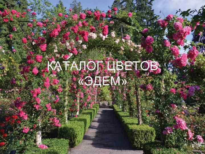КАТАЛОГ ЦВЕТОВ «ЭДЕМ» 