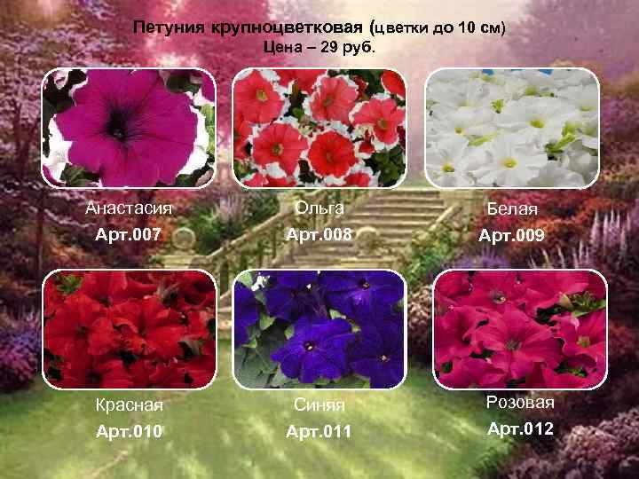 Петуния крупноцветковая (цветки до 10 см) Цена – 29 руб. Анастасия Арт. 007 Ольга