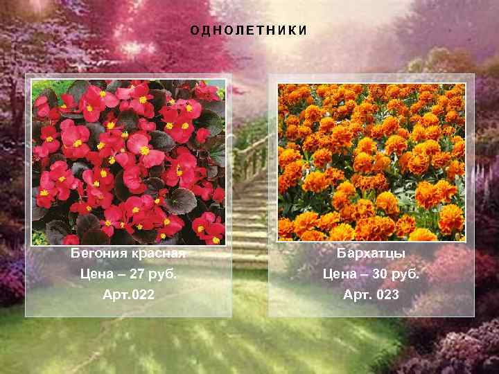 ОДНОЛЕТНИКИ Бегония красная Цена – 27 руб. Бархатцы Цена – 30 руб. Арт. 022
