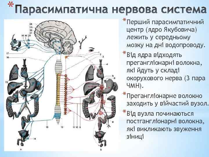 * *Перший парасимпатичний центр (ядро Якубовича) лежить у середньому мозку на дні водопроводу. *Від