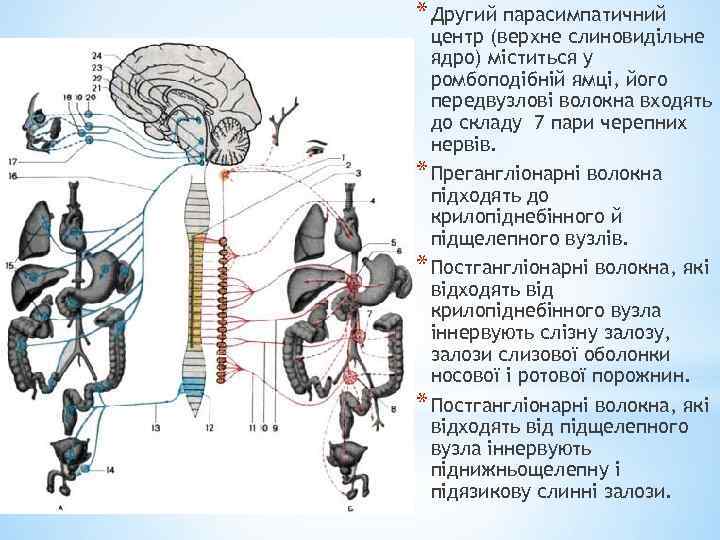 * Другий парасимпатичний центр (верхне слиновидільне ядро) міститься у ромбоподібній ямці, його передвузлові волокна