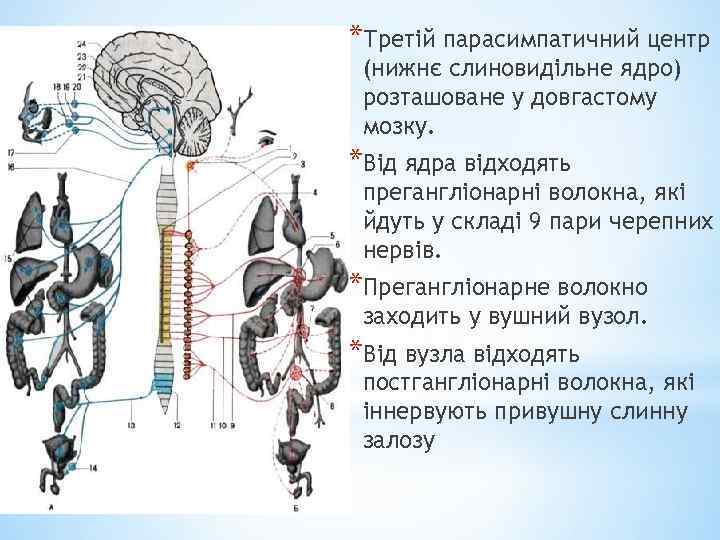 *Третій парасимпатичний центр (нижнє слиновидільне ядро) розташоване у довгастому мозку. *Від ядра відходять прегангліонарні